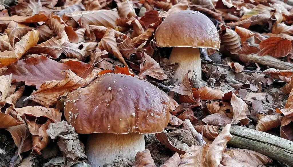 Des cèpes de Bordeaux sous des arbres (hêtres)