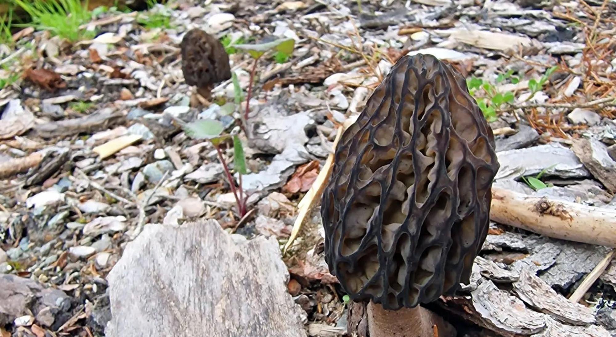 Des morilles noires, dans des copeaux de bois