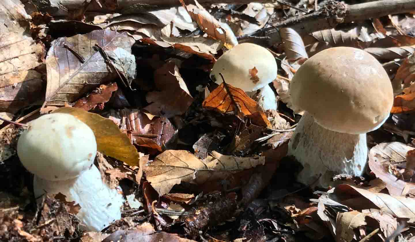 Trouver le cèpe, le guide ultime