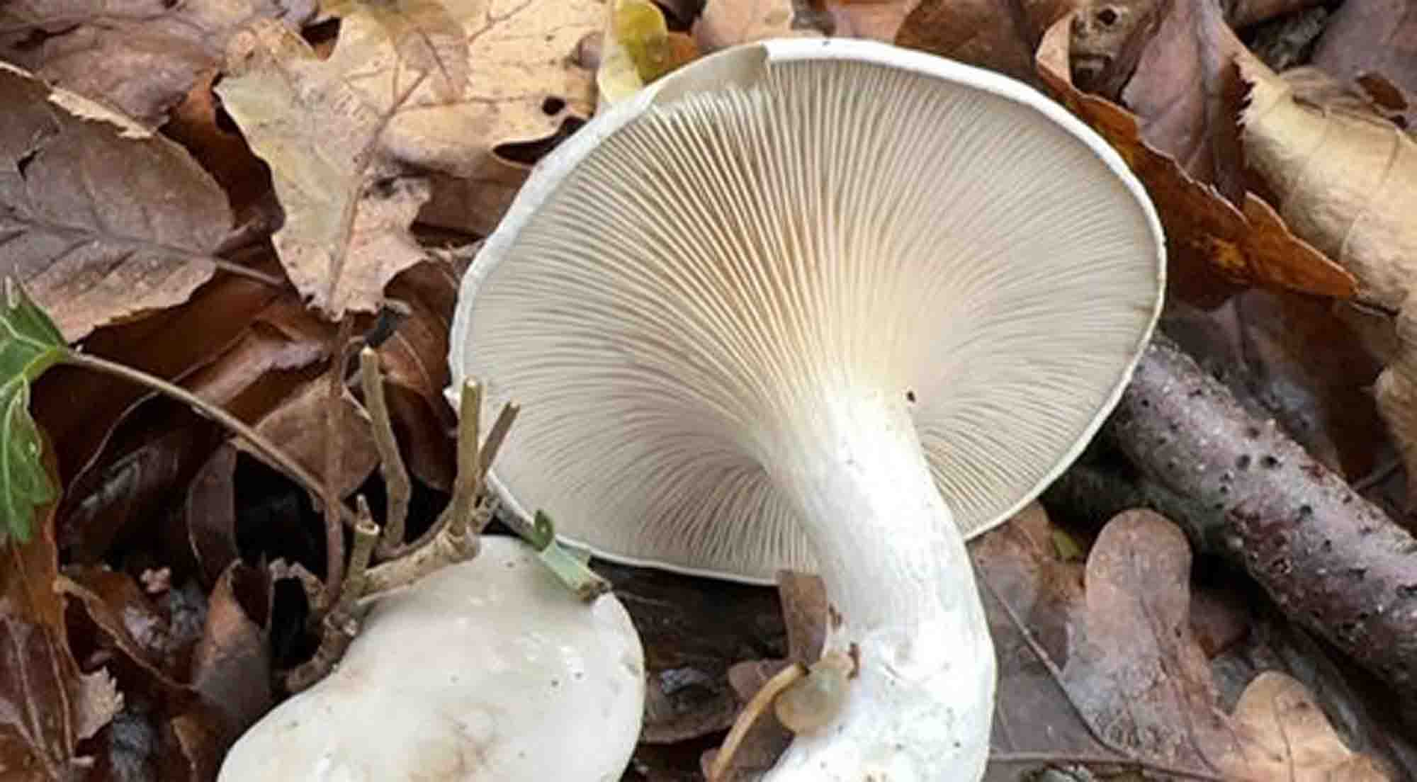 Meuniers dans l'herbe (clitopilus prunulus)
