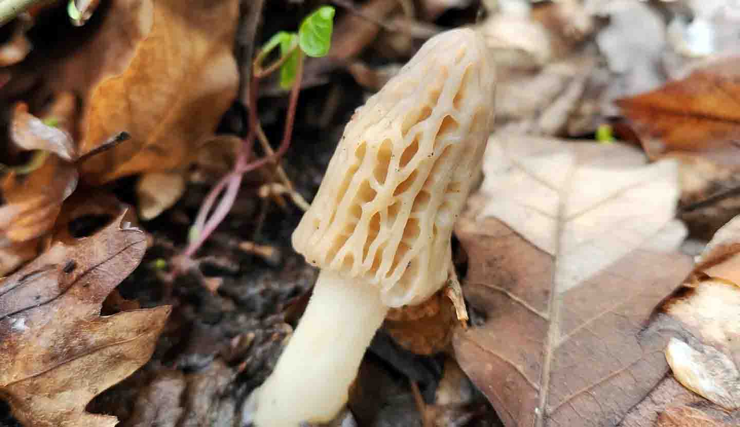 Morille et température