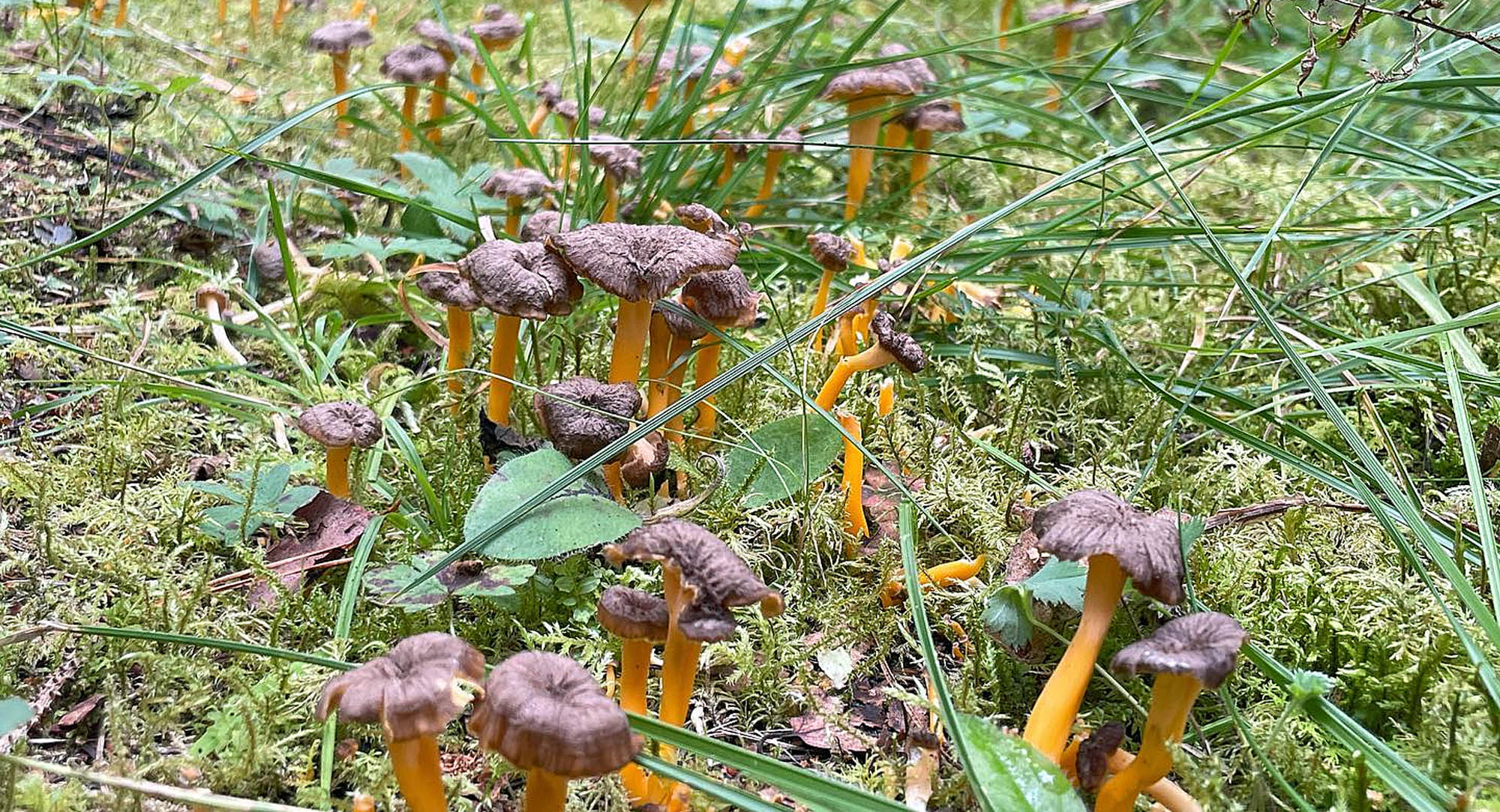 Saison des Chanterelles, Guide secrets des champignons