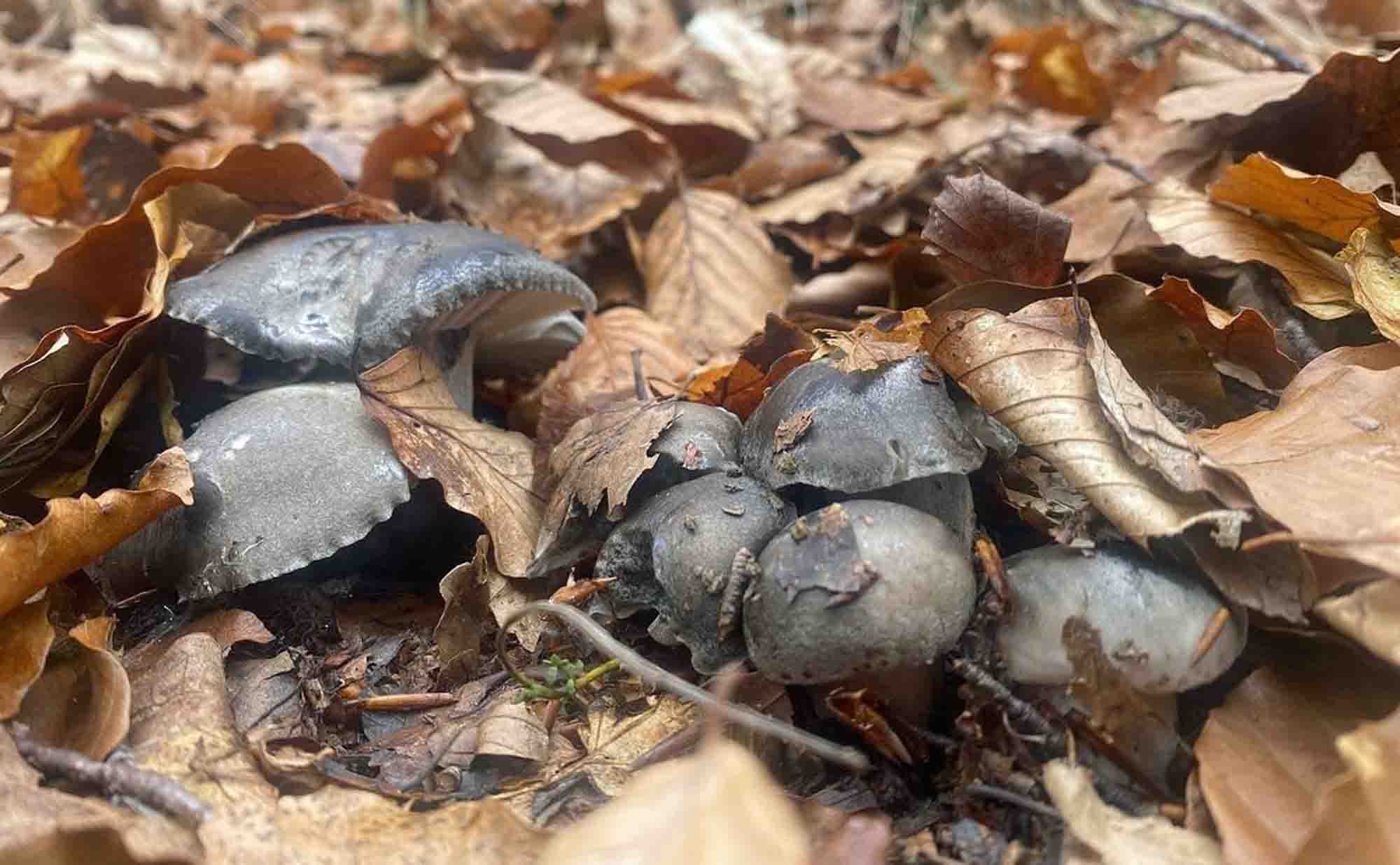 Un Hygrophore de Mars dans des litières de feuilles