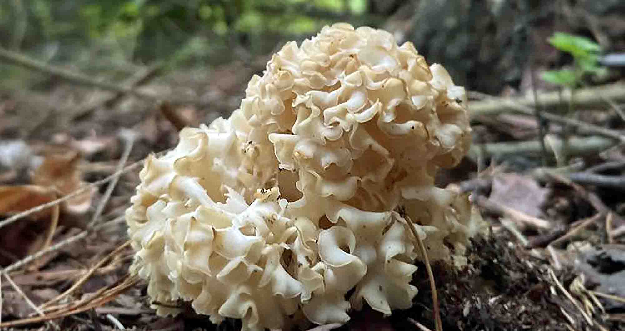 Un sparassis crépu au pied d'un pin