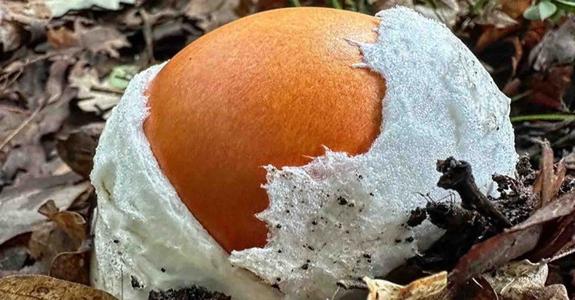 Une oronge (amanite des césars) encore au stade d'oeuf