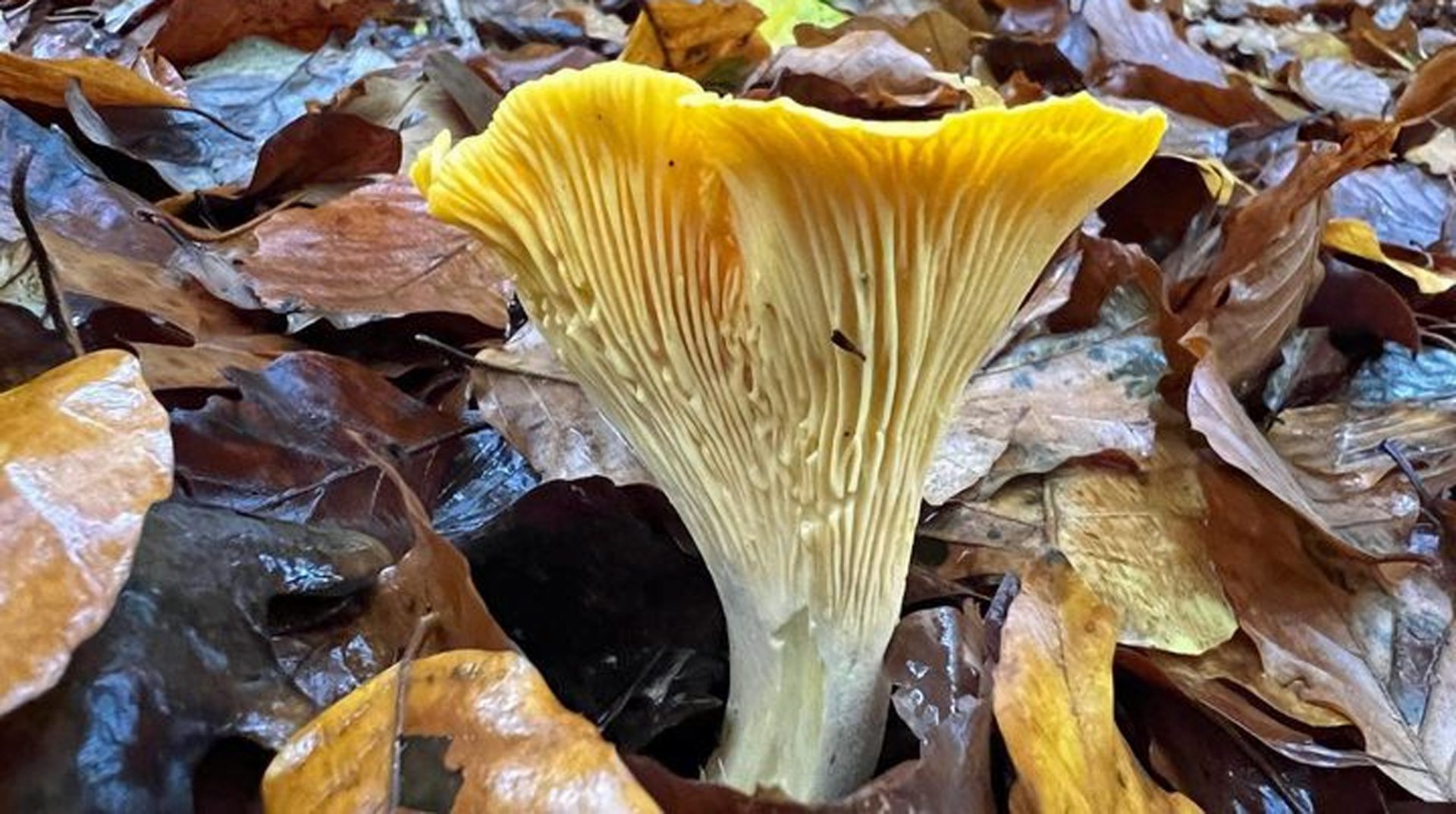 Reconnaître la girolle, le Guide secrets des champignons