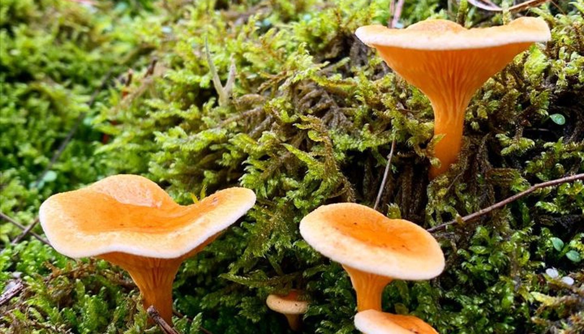 Fausse Girolle Identification et Risques secrets des champignons