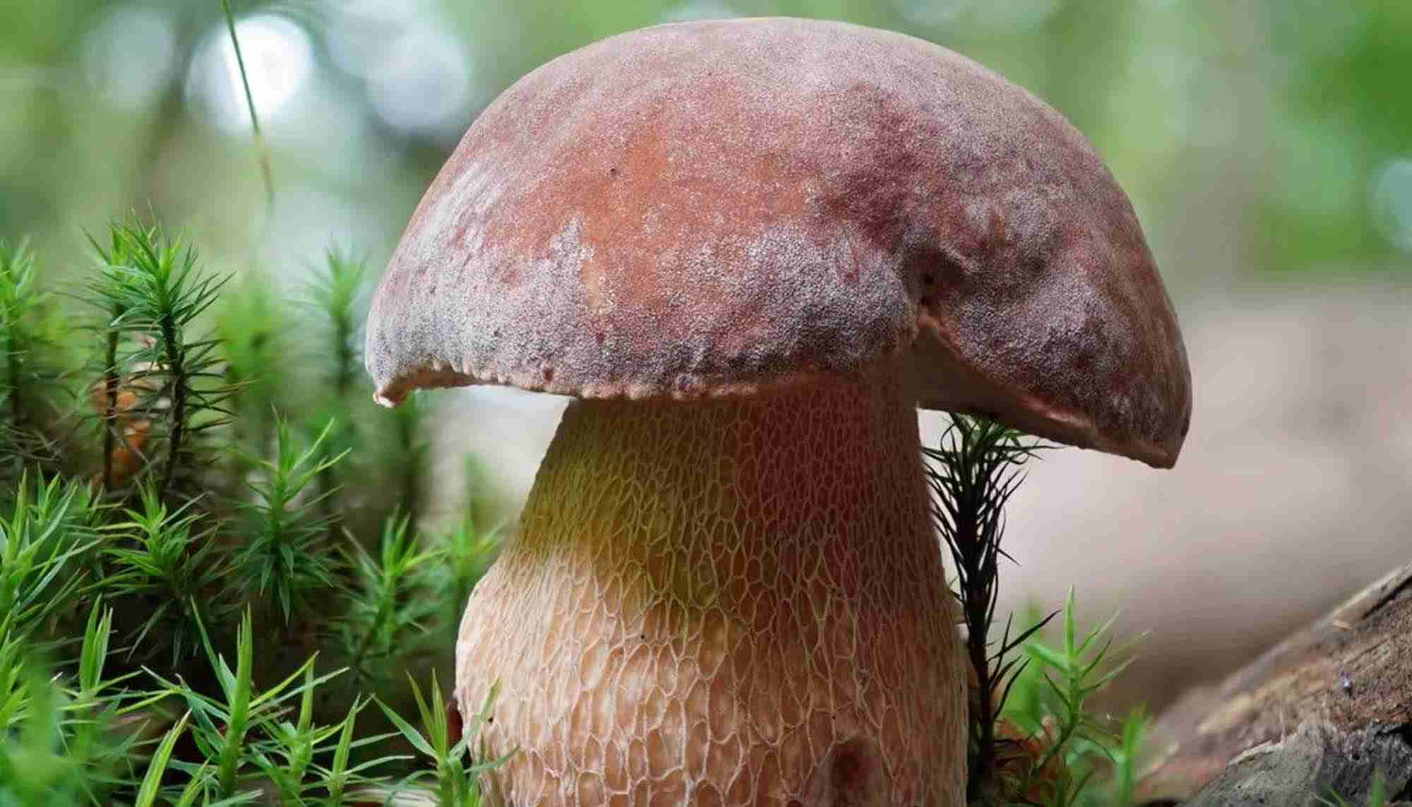 Identifier le cèpe d'été secrets des champignons