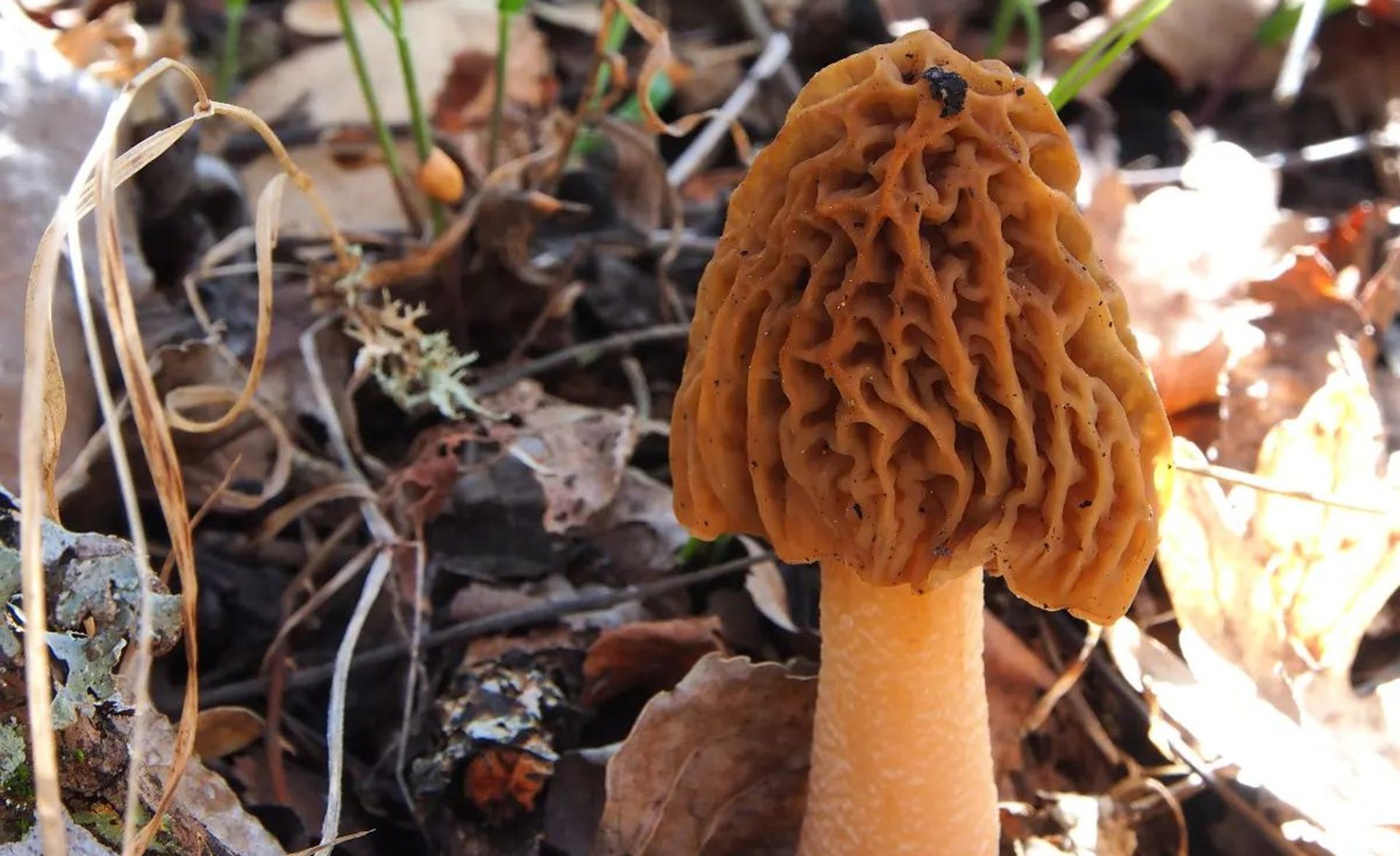 Verpe de Bohême Identification et Caractéristiques secrets des champignons