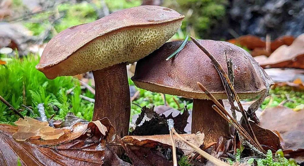 Bolet Bai dans une forêt mixte