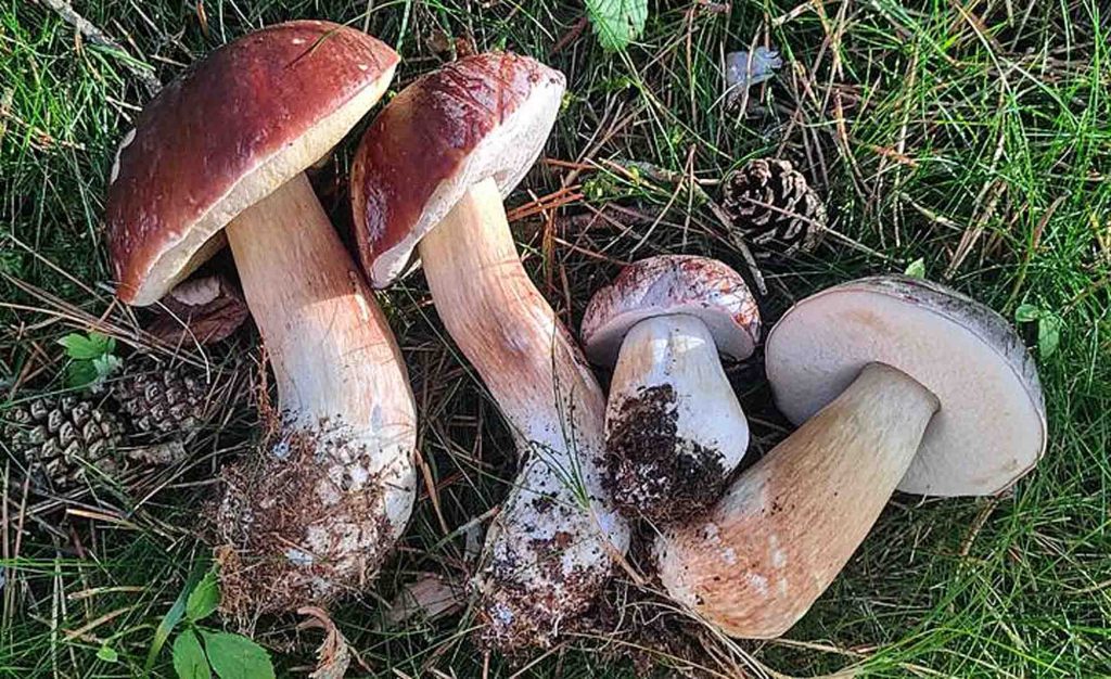 Cèpe des pins (Saison d'automne)