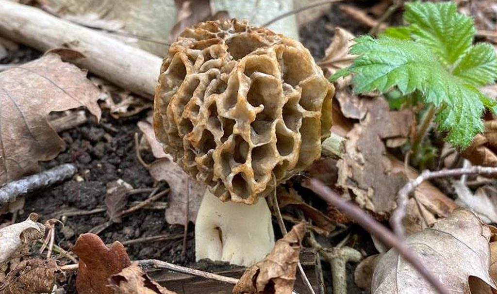 Champignons du Printemps, la morille