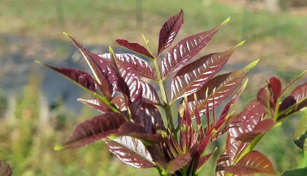 De jeunes feuilles de frêne