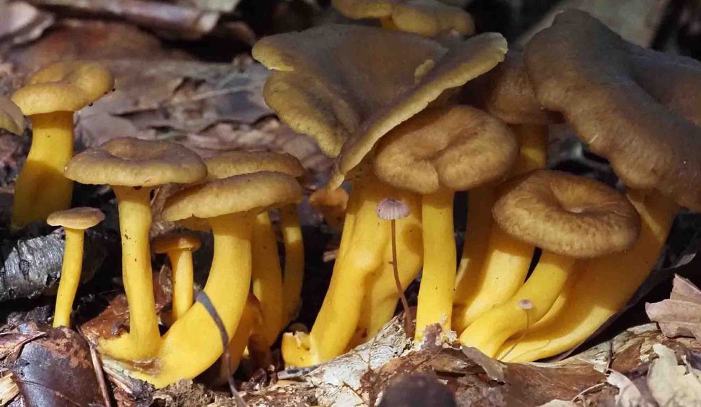 Des chanterelles (craterellus tubaeformis)