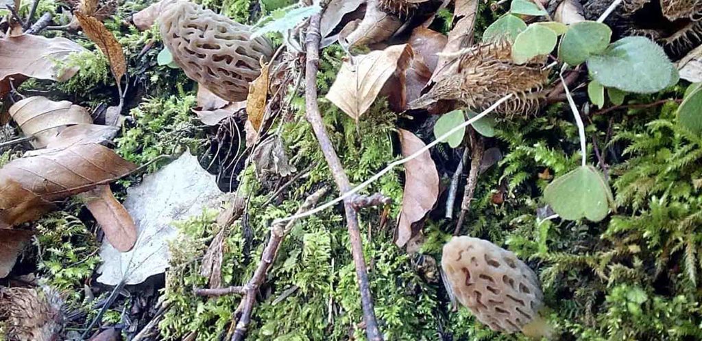 Des morilles coniques trouvées sous conifères