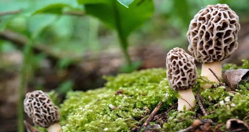 Des morilles dans leur habitat naturel