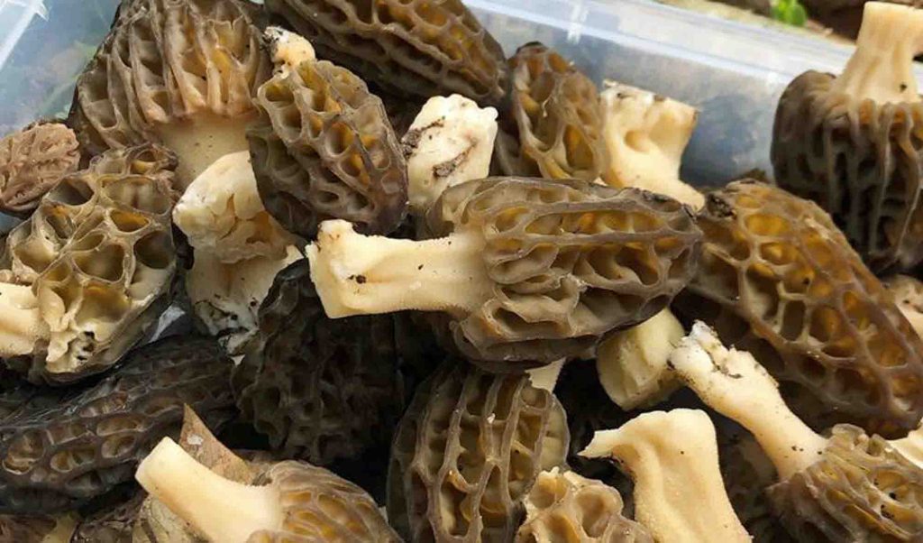 Des morilles fraîches, encore toxiques