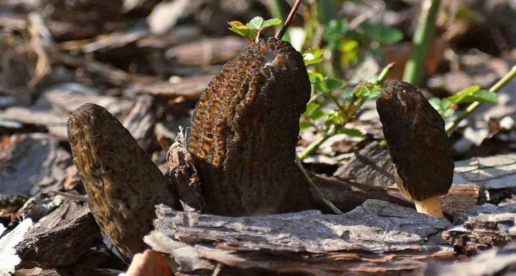 Des morilles sur un sol perturbé