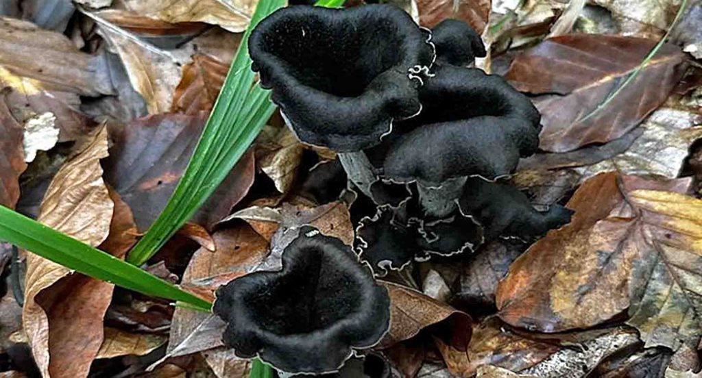 Des trompettes de la mort dans les litières de feuilles