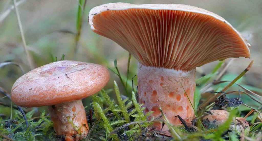 Deux lactaires délicieux de tailles différentes
