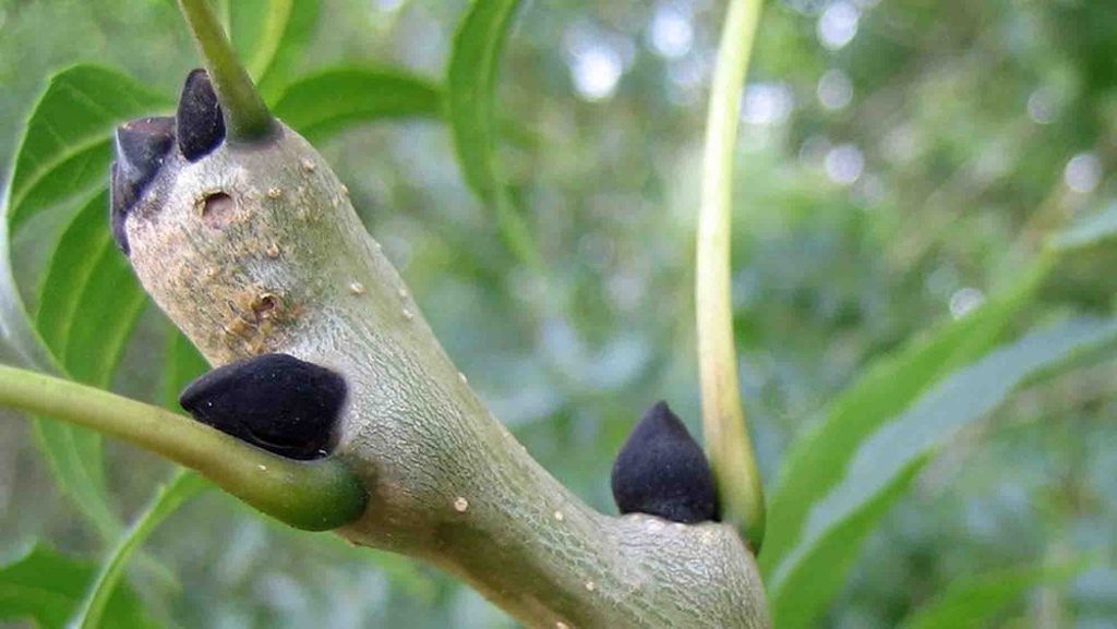 Le frêne, l'espèce parfaite pour les morilles