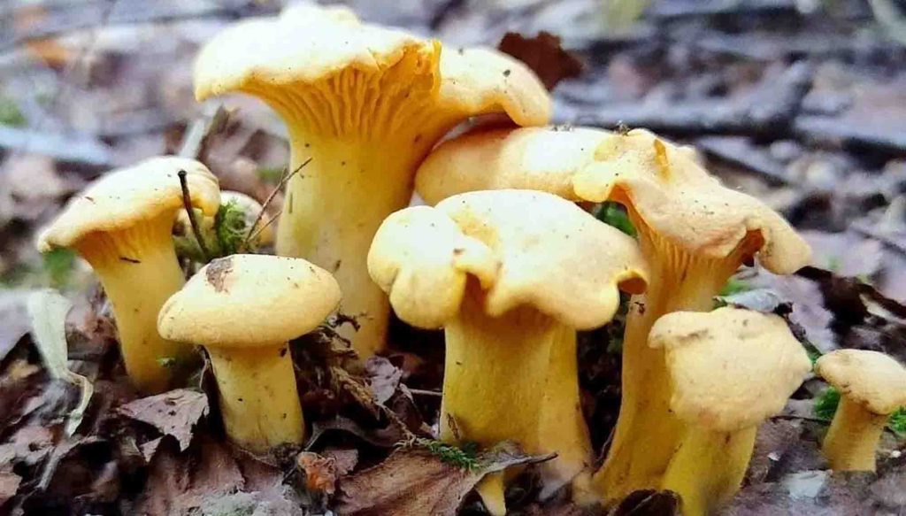 Saison de la girolle
