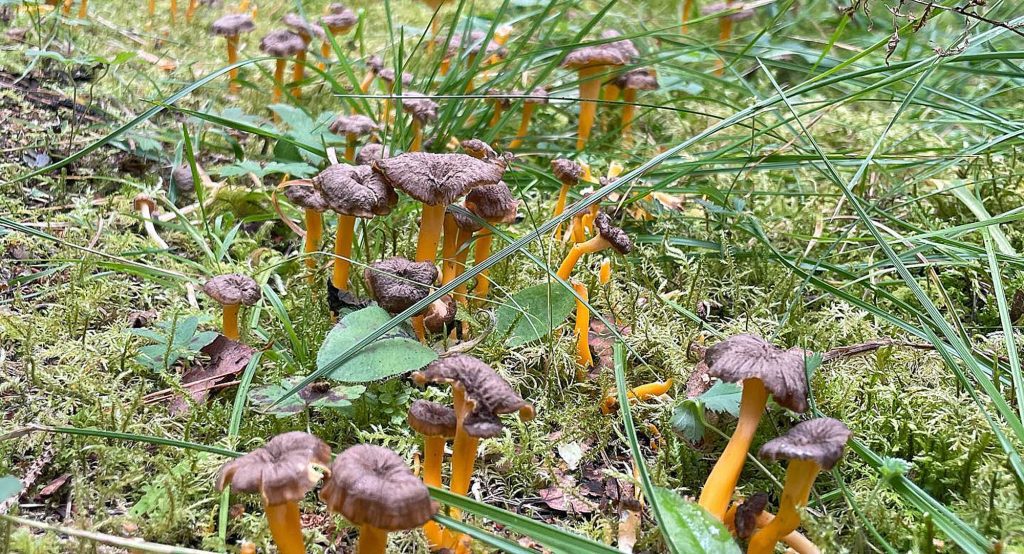 Saison des chanterelles