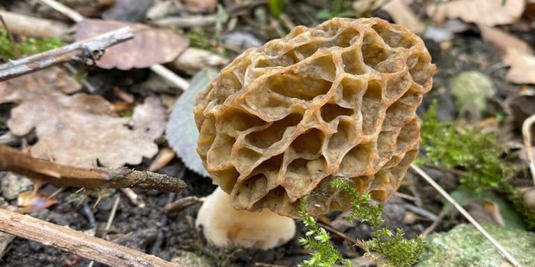 Temps de pousse des morilles - secrets des champignons