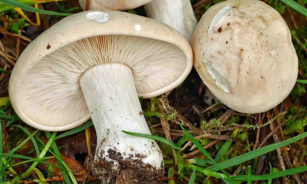 Un-Tricholome-de-la-Saint-Georges-trouve-dans-lherbe