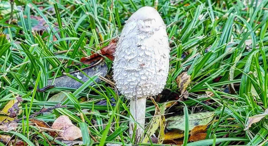 Un coprin chevelu dans l'herbe (coprinus comatus)