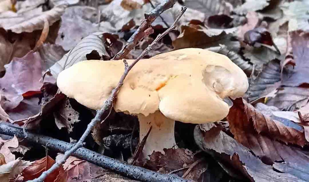Un pied de mouton trouvé dans une litière de feuilles