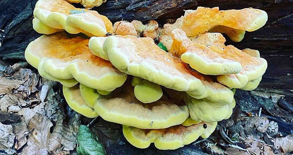 Un polypore soufré