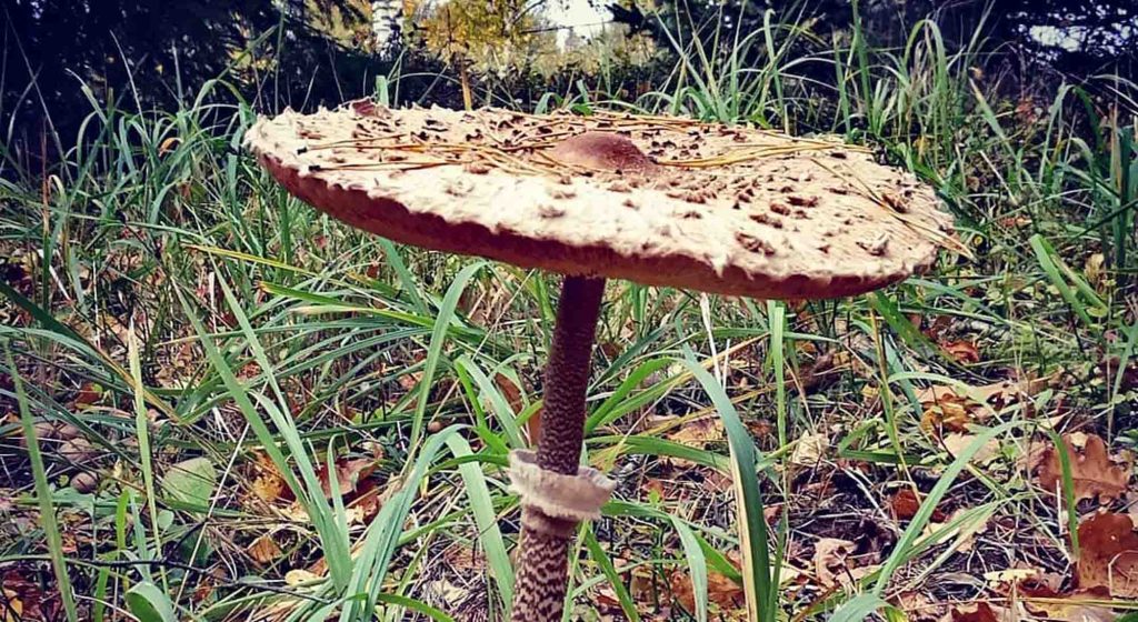 Une coulemelle, lépiote élevée (macrolepiota procera)