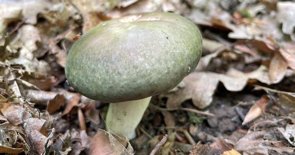 Une russule charbonnière dans une litière de feuilles