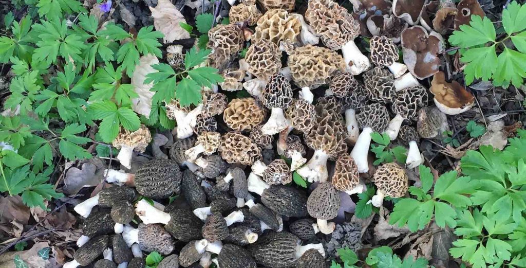 comment trouver des morilles