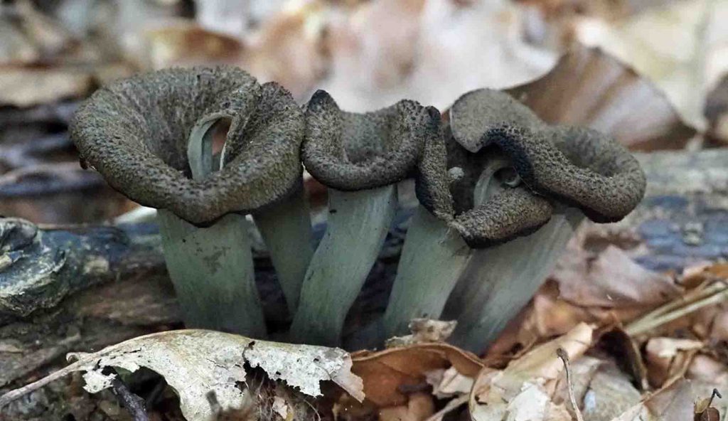 comment trouver des trompettes de la mort