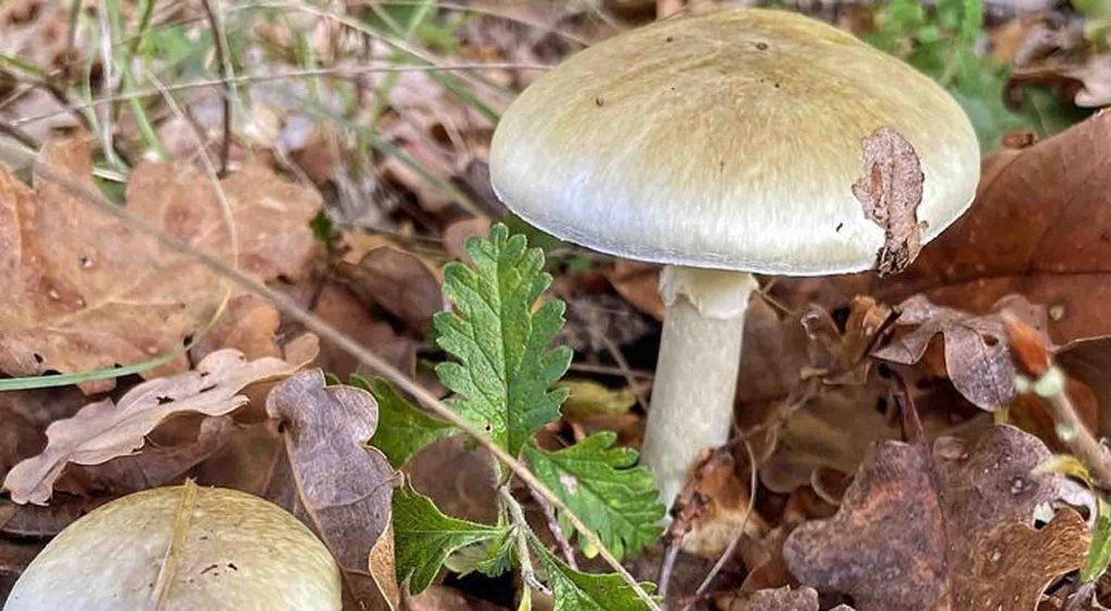Amanite phalloïde dans les litières de feuilles