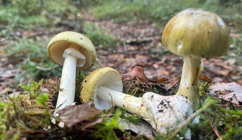 Champignons mortels (Amanite phalloïde)