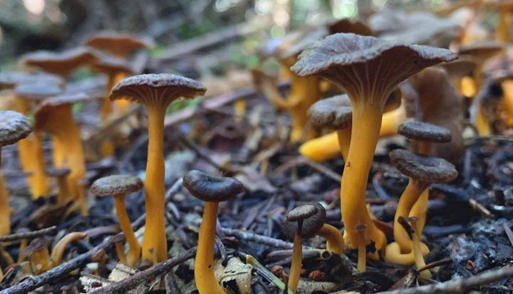 Chanterelle en tube sous conifères