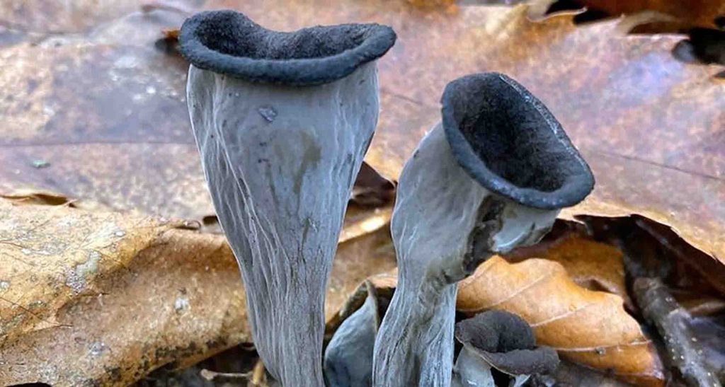 Trompette de la mort, un champignon comestible