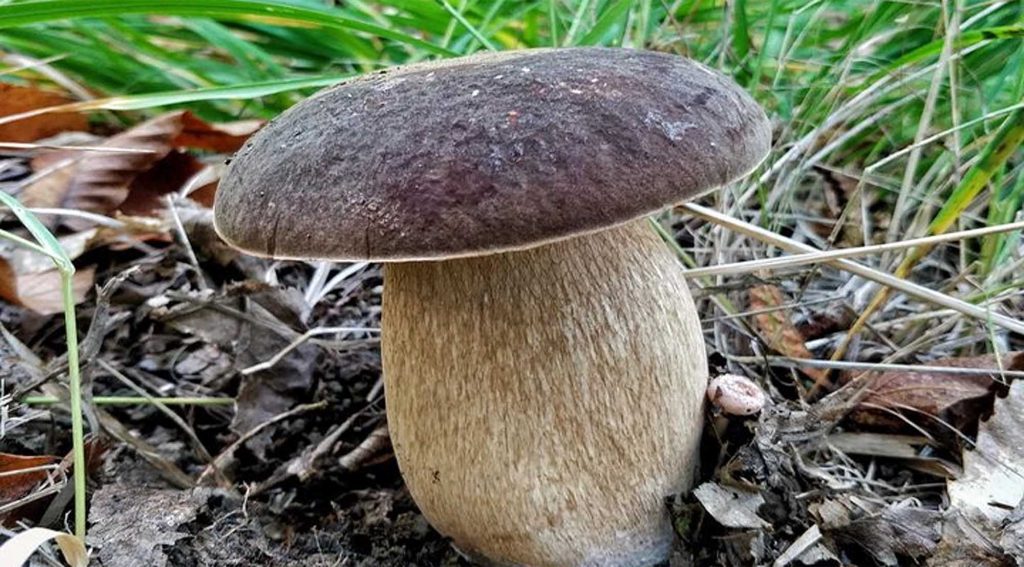 Un champignon d'été (Cèpe bronzé) en Août