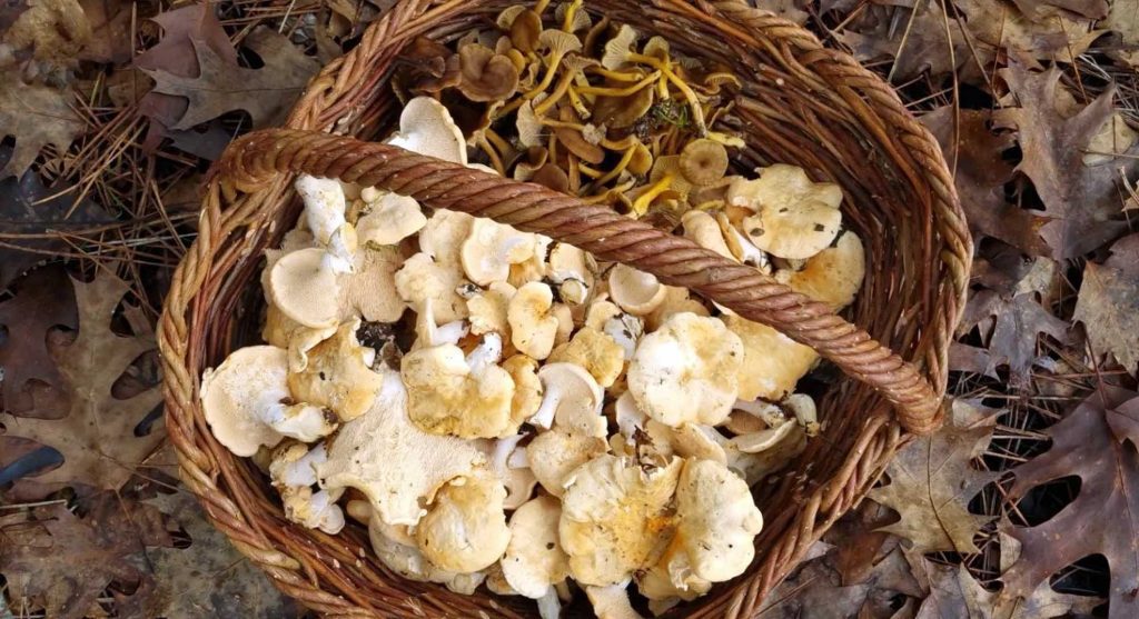 champignons d'hiver