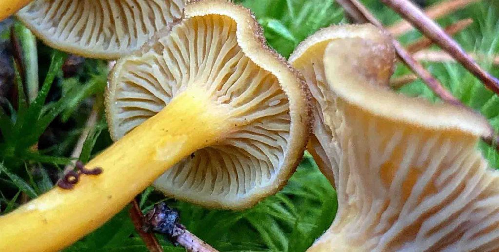 identification de la chanterelle, zoom sur ses plis