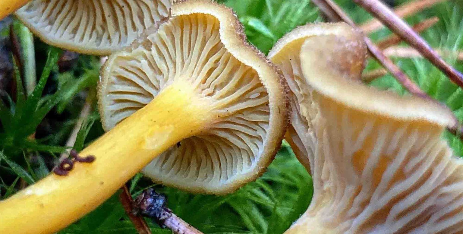 Identification de la Chanterelle (Craterellus tubaeformis) secrets