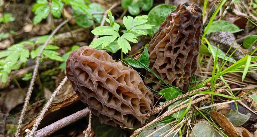 Arracher ou couper les champignons