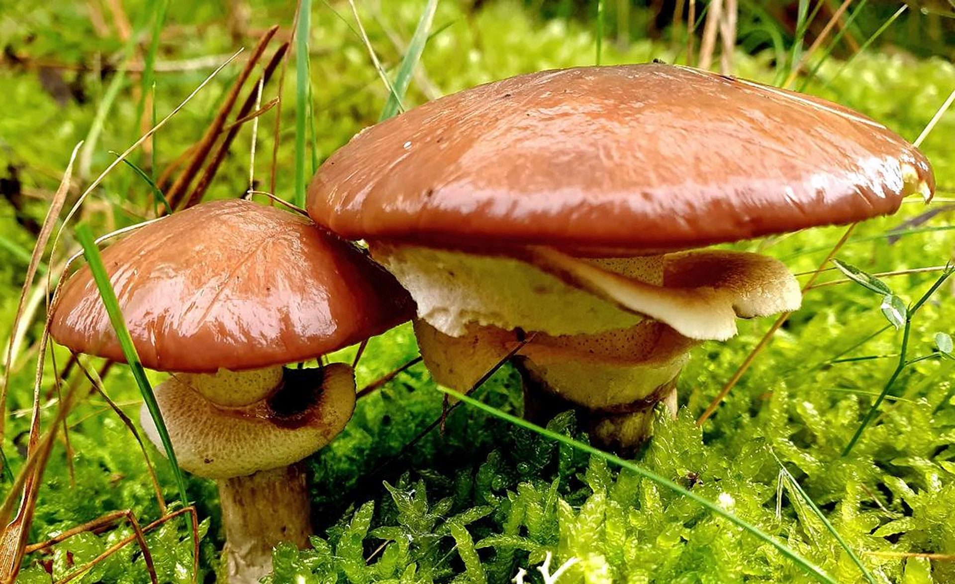 Bolet jaune - Suillus luteus