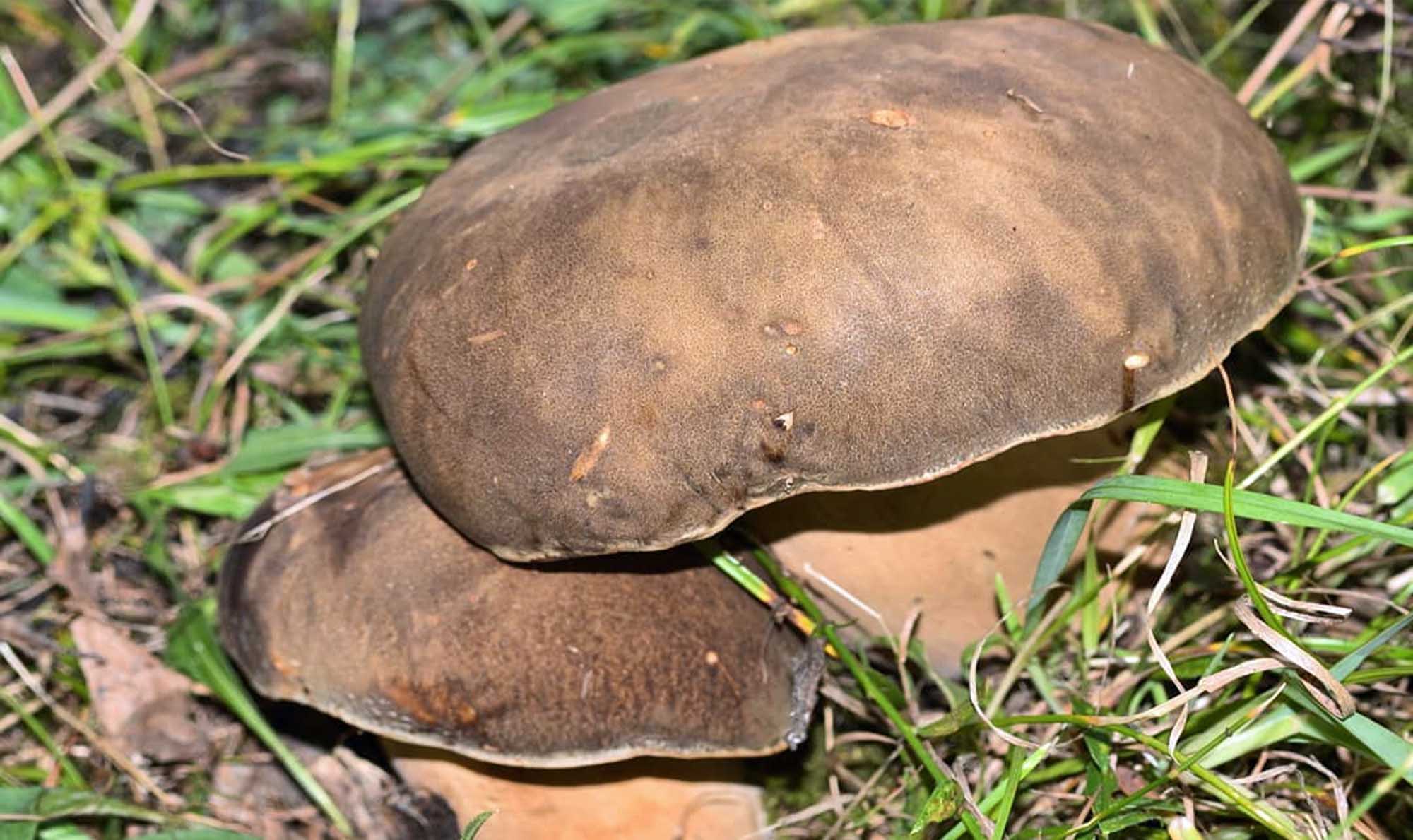 Cèpe bronzé - Boletus aereus