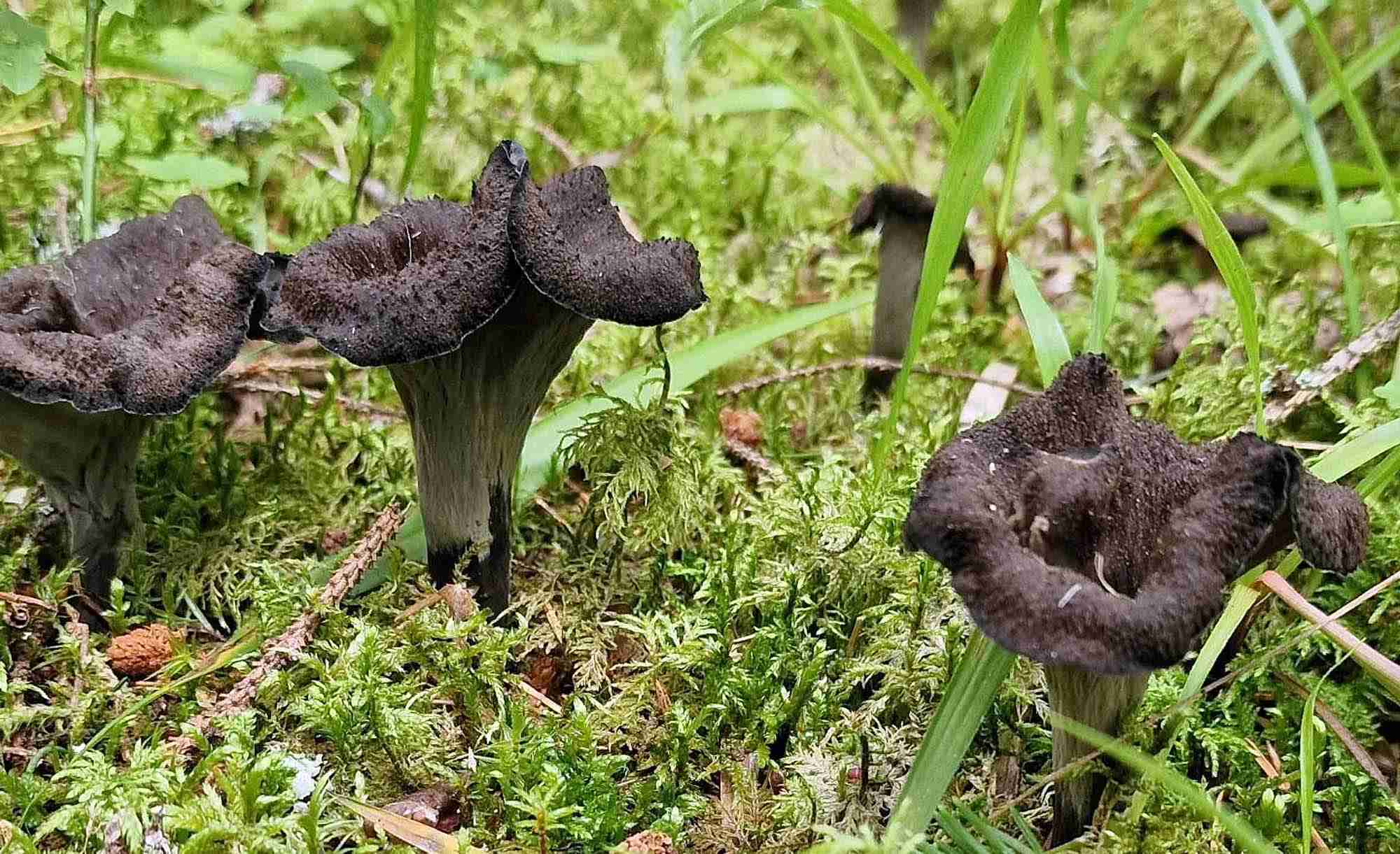 Champignons d'automne, trompettes de la mort