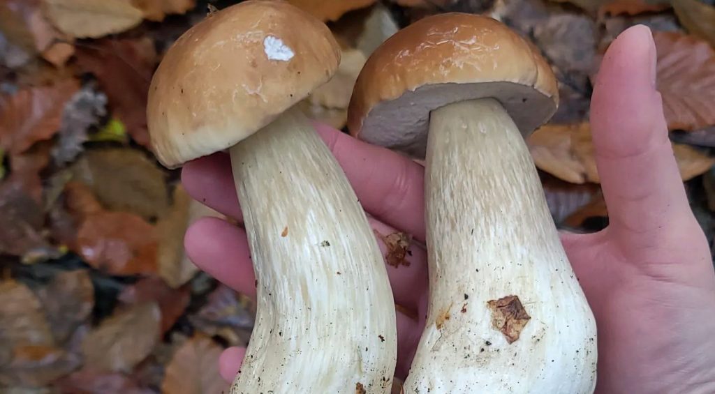 Consommer les champignons