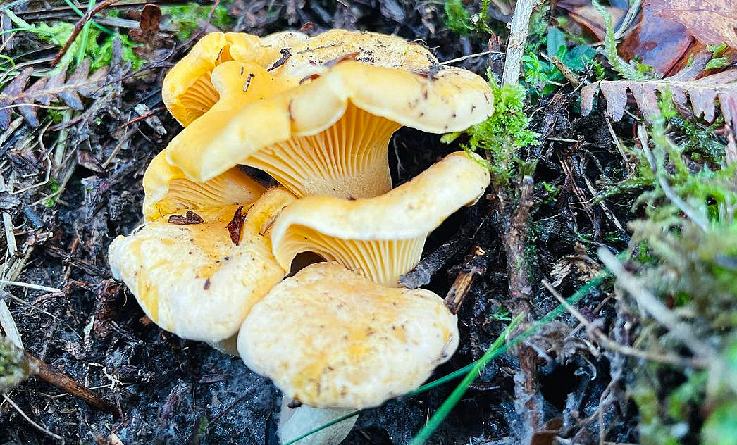 Des girolles, d'excellents champignons comestibles